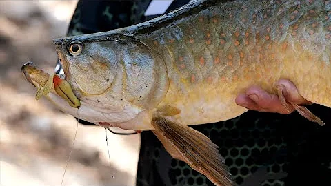 Amazing fishing | Central Queensland