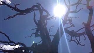 Forest Improvisations - Part 8