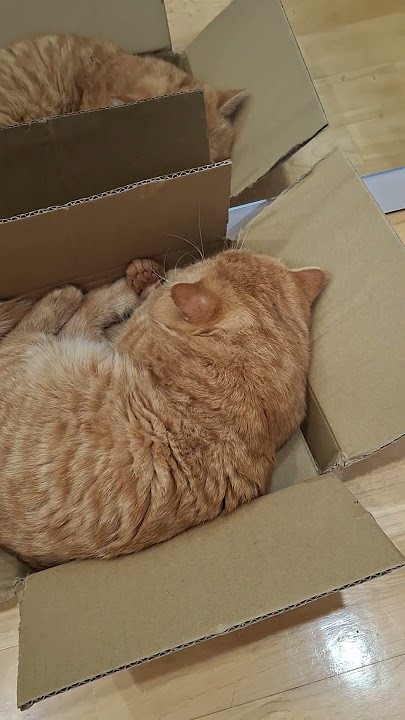 kardus baru  #djremix #dj #cover #cat #music #remix #sopirang #catlovers