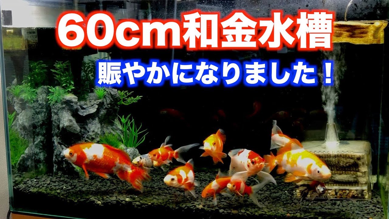 【金魚水槽】久しぶりに60cm和金水槽の様子。【goldfish】