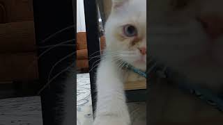 Tanıştırayım Kedim Mars