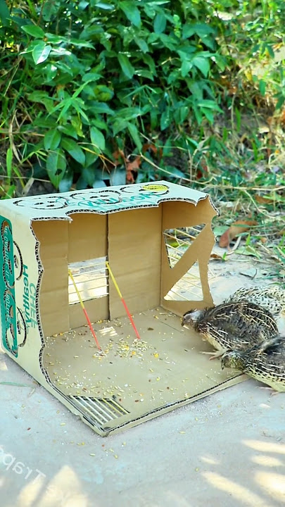 #birds #batara #snake #batair #wildlife #birdslover