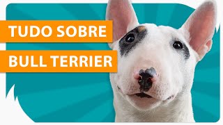 BULL TERRIER  TUDO SOBRE A RAÇA