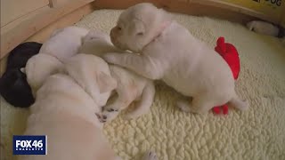 FBI warns of increase in scam puppy sales around the holidays