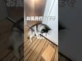 ちょまつお風呂🛁いくまで絶望してるのがわかりやすくて可愛いw