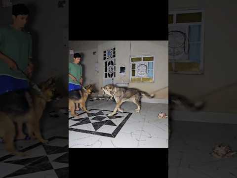 جنون الكانجال على الجيرمن خروج النسر الفيديو القادم صلبوخ