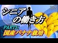 国産バナナ栽培が可能に　皮ごと食べられるなんて本当？