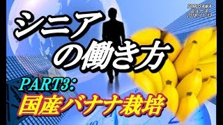 国産バナナ栽培が可能に　皮ごと食べられるなんて本当？