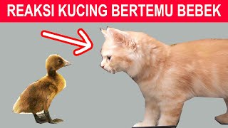 EKSPERIMEN KUCING KETEMU ANAK BEBEK, APAKAH DIMAKAN ?