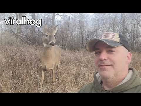 White-tailed Deer Loves Shakespeare || ViralHog