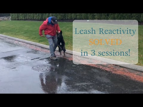 Leash Reactivity SOLVED In 3 Sessions!