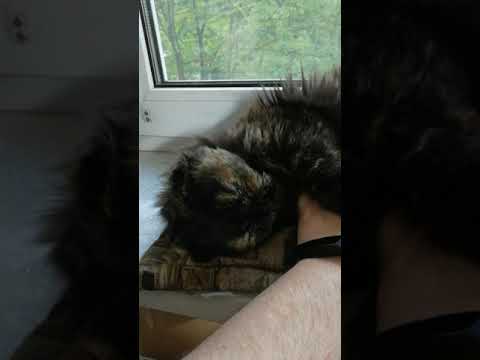 Мурлыкающее вселенское зло