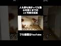 人も家も怖かった…元野良猫の小さな勇気