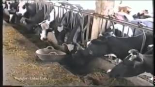 Mucche aprono cancelli