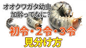 オオクワガタ幼虫 オス メスの見分け方 高確率で判別 確認する方法を分かりやすくご紹介します Youtube