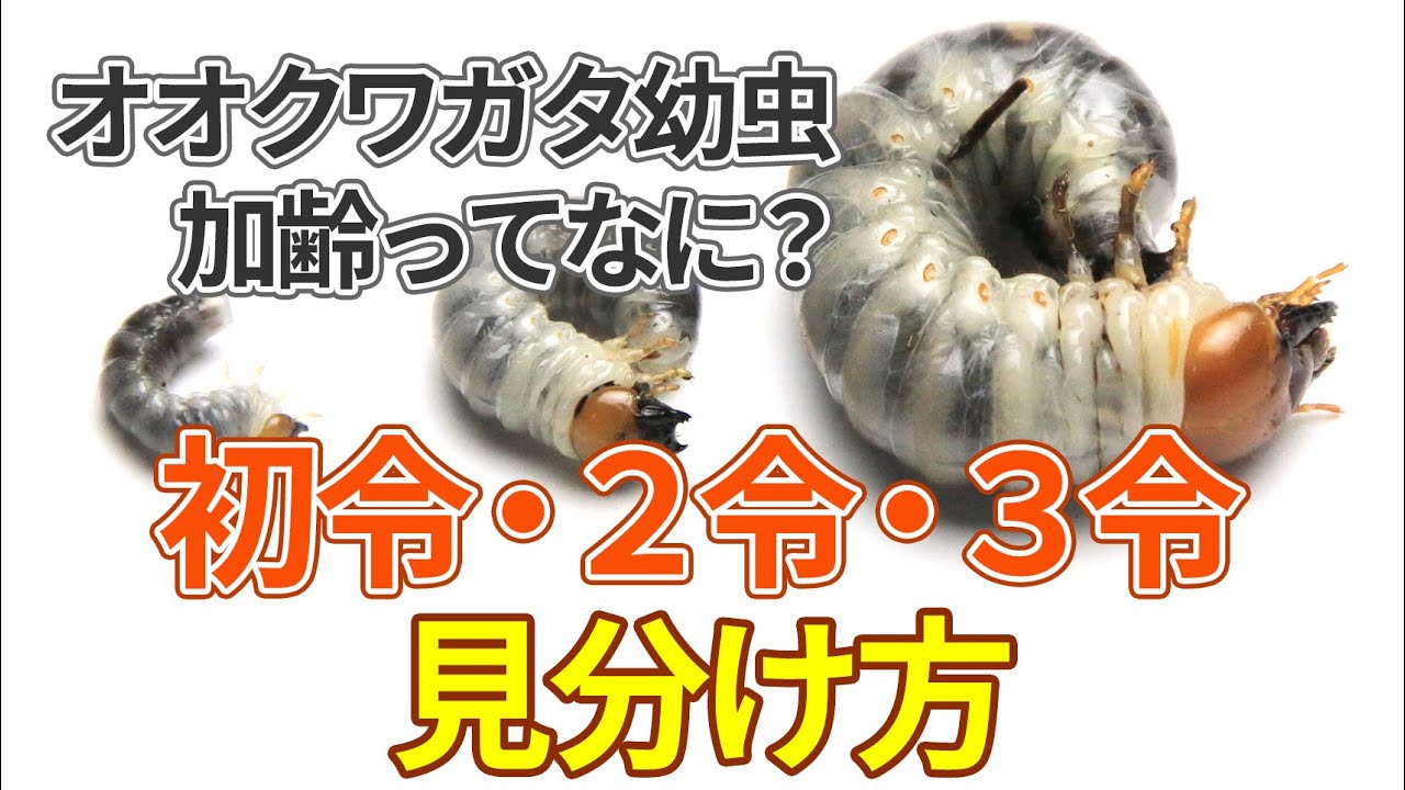 オオクワガタ幼虫 初令 ２令 ３令の見分け方 加齢ってなに 脱皮直後は間違えやすい Youtube