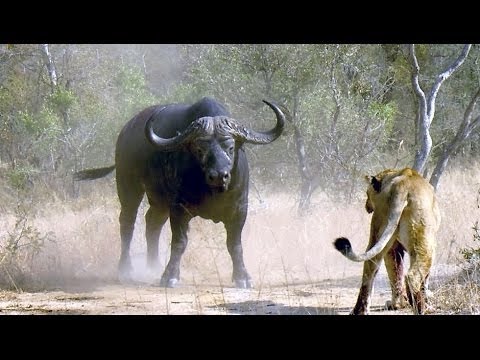 Afrika Von Bäumen und Tieren Der Marulabaum und der Leopard Doku 720p i