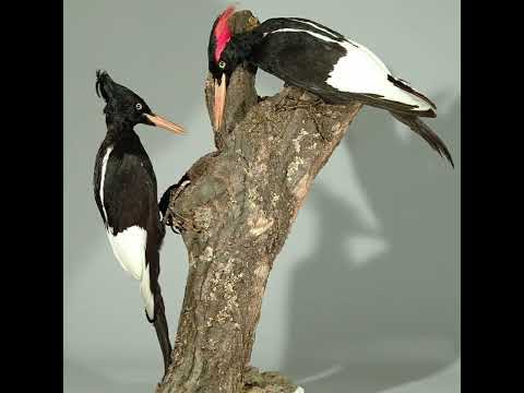 Canto do pica-pau-imperial | Pássaros Org