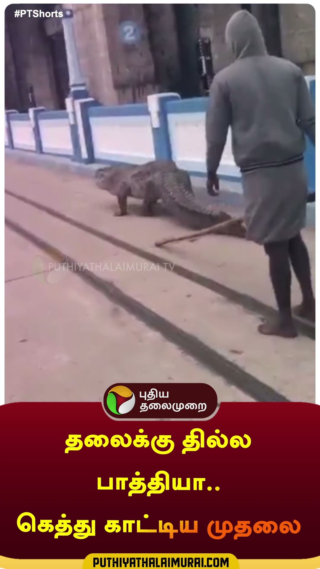 தலைக்கு தில்ல பாத்தியா..கெத்து  காட்டிய முதலை | #shorts | #tiruvanamalai | #thenpenaiyaru