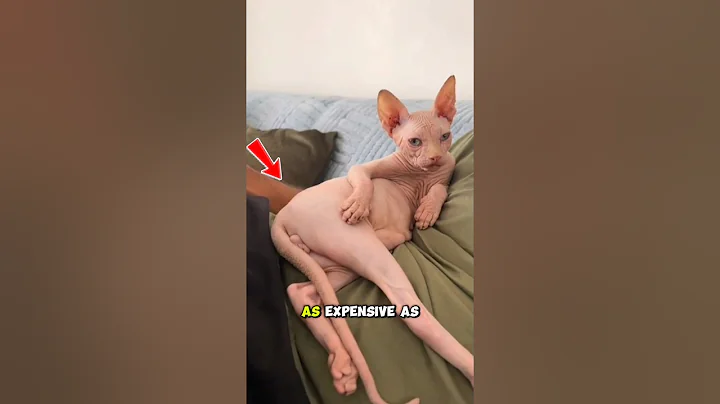 Video 11829221: sphynx, bengal, persian, cat pets wildlife, cats pets animals, domestic cat breed