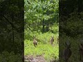 #Deer
