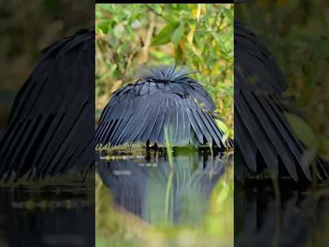 Как обманывает рыбу! 🐦🎣