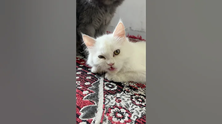 Watch the video about Snow-Billu #persian #kitten #shortvideo #youtubeshorts #shorts #catshorts