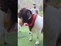 Premium Boer From Mumbra🔥 #bakraeid #bakraeid2026 #bakraeidspecial #bakra #goats #trending #biggoats