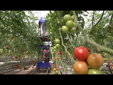 Video: Termos Sera (66 Fotoğraf): Tüm Yıl Boyunca Sebze Yetiştirmek Için Yeraltı Seraları, Yıl Boyunca Kullanım Için Toprağa Gömülü Bir Yapı