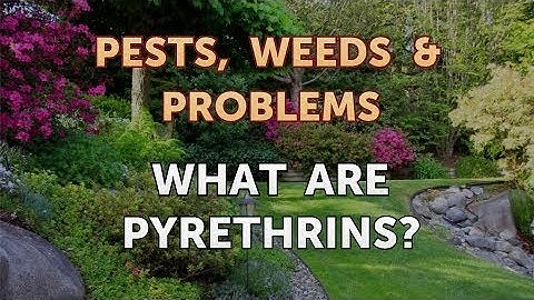 What Are Pyrethrins?