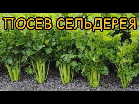 ПОСЕЙТЕ СЕЛЬДЕРЕЙ ПРАВИЛЬНО!