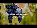 Conoce más de la uva "Pinot Noir".