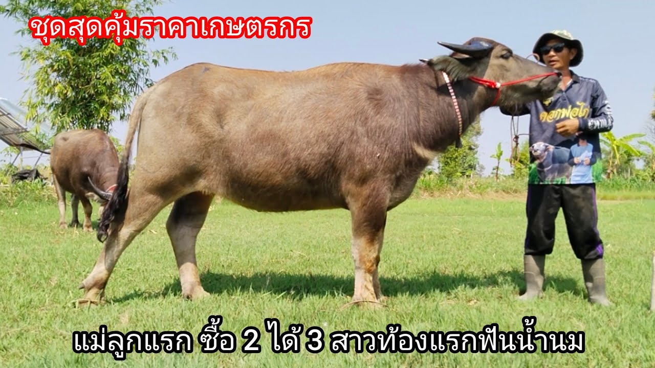 Ep.20 แม่ลูกแรกซื้อ 2 ได้ 3 แม่สาวท้องแรกฟันน้ำนม สายพัฒนาราคาเกษตรกร