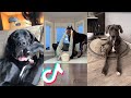 Great Dane are Badass and Cute Compilation!
