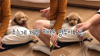 제일 귀엽고 별난 푸들 룰루와 여행 | 경주 파파야펜션 | 애견동반펜션