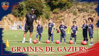 Graines De Gaziers