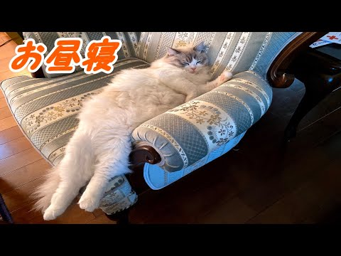 猫とお昼寝していきませんか　可愛い！癒やされる！　2020年始動「子猫のラグドール成長日記」