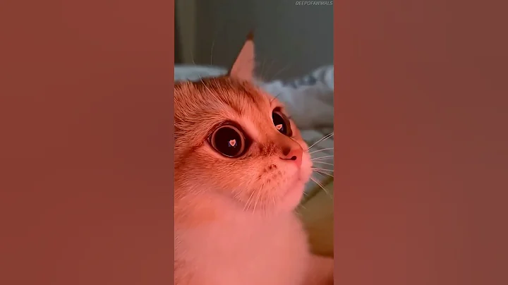 Watch the video about This Is How Cats Show Love