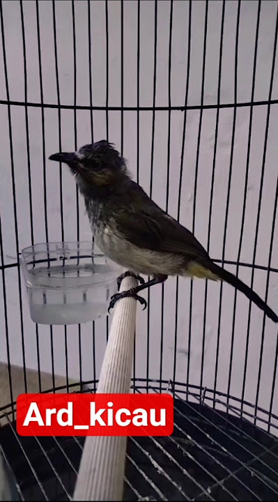 pancingan suara burung cucak Wilis #trending #burungkicaudialamliar #rengganisgacor #cucakwilis
