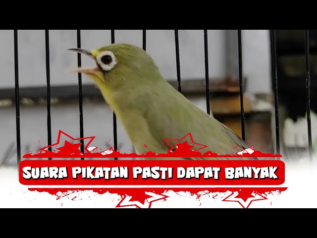 SUARA PIKAT KECIAL 100% DIJAMIN BANYAK DAPAT - Media Kicau Lombok class=