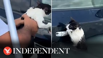 Cat rescued from Dubai floods after torrential rain brings chaos to UAE