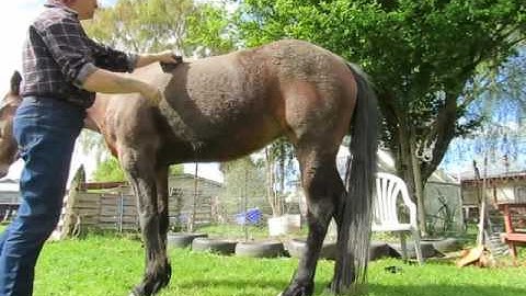 MVI 1319 SHEDDING .GROOMING BLOCK