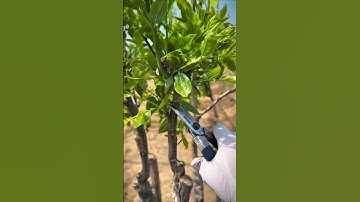 Best Pruning Method for Young Jujube Trees#satisfying #pruning #jujubetree