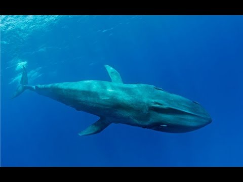 藍鯨舌頭重2噸，血管比成人手臂還粗，研究表示長這麼大實屬無奈