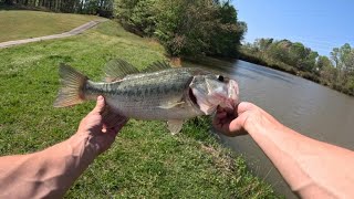 Big bass love glide baits (Chad shad VS S waver