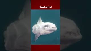 Gökçeada Açıklarında Ay Balığı Ve Balinaları Görüntüledi