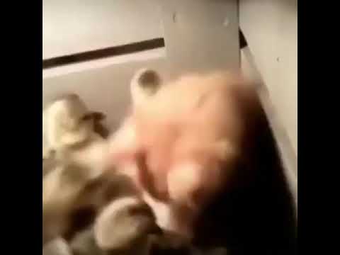 حاسب كده حاسبي كده اعااااااا