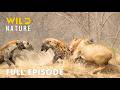 Ultimate Predators (FULL EPISODE) | Most Brutal Fights for Territory | Animal documentary