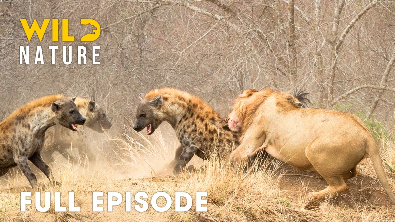 Ultimate Predators (FULL EPISODE) | Most Brutal Fights for Territory | Animal documentary