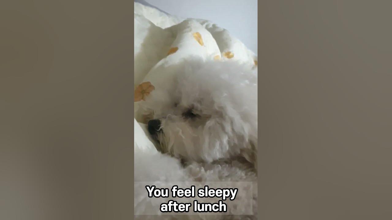 you-feel-sleepy-after-lunch-youtube
